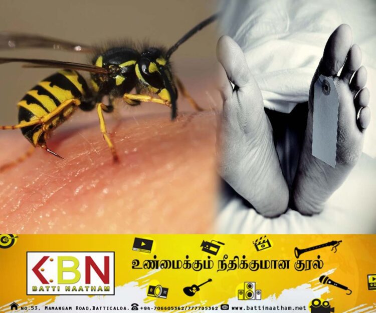 மயிலம்பாவெளி பகுதியில் குளவி கொட்டுக்கு இலக்காகிய முதியவர் உயிரிழப்பு!