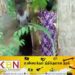 மாமியை தாக்கிய மருமகள் கைது!