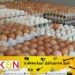அதிக இலாபம் பெறும் முட்டை உற்பத்தியாளர்கள்!