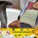 40 நாளில் 07 முறை பாம்பு கடிக்குள்ளான இளைஞன்!