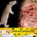 கந்தளாயில் நாற்பது கிலோ எலி இறைச்சிகளுடன் இருவர் கைது!