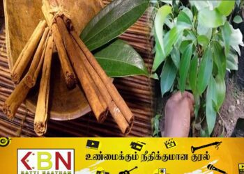 கறுவாச் செய்கை அபிவிருத்திக்காக புதிய திணைக்களம் திறந்து வைத்த ஜனாதிபதி!
