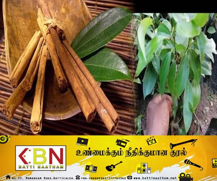 கறுவாச் செய்கை அபிவிருத்திக்காக புதிய திணைக்களம் திறந்து வைத்த ஜனாதிபதி!