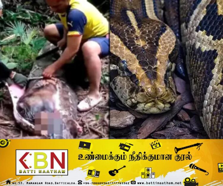 பெண்ணை உயிருடன் விழுங்கிய மலைப் பாம்பு!