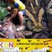 பெண்ணை உயிருடன் விழுங்கிய மலைப் பாம்பு!