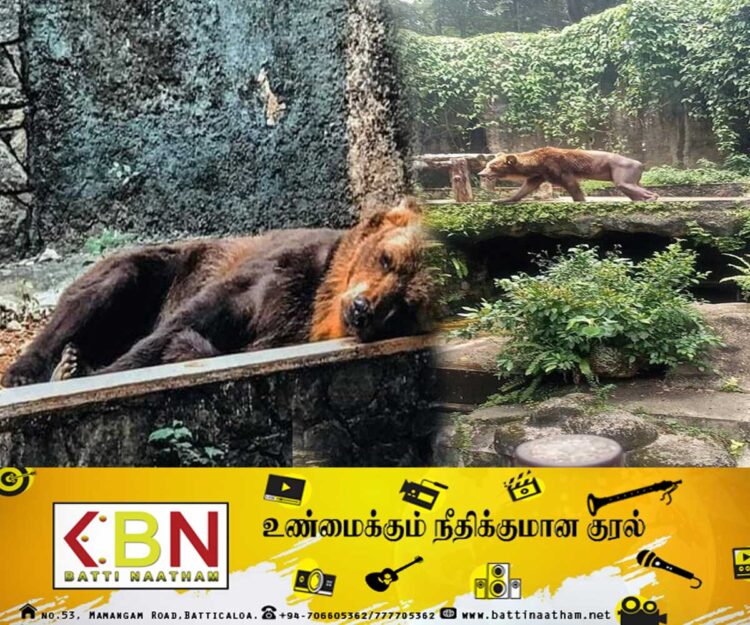 தெஹிவளை மிருகக்காட்சி சாலையில் மிருகங்களின் அவலநிலை; முகப்புத்தகங்களில் வெளியான புகைப்படங்கள்!