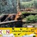 தெஹிவளை மிருகக்காட்சி சாலையில் மிருகங்களின் அவலநிலை; முகப்புத்தகங்களில் வெளியான புகைப்படங்கள்!