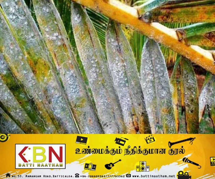 தென்னை மரங்களை தாக்கும் நோய்க்கு தீர்வு!