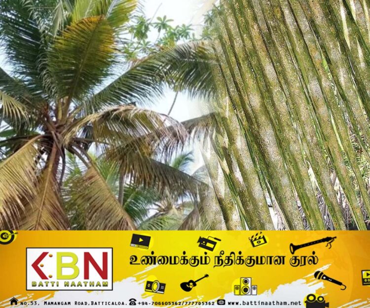 தென்னை பயிர்ச்செய்கை செய்யும் விவசாயிகளுக்கு அவசர தொலைபேசி இலக்கம் அறிமுகம்!