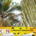தென்னை பயிர்ச்செய்கை செய்யும் விவசாயிகளுக்கு அவசர தொலைபேசி இலக்கம் அறிமுகம்!