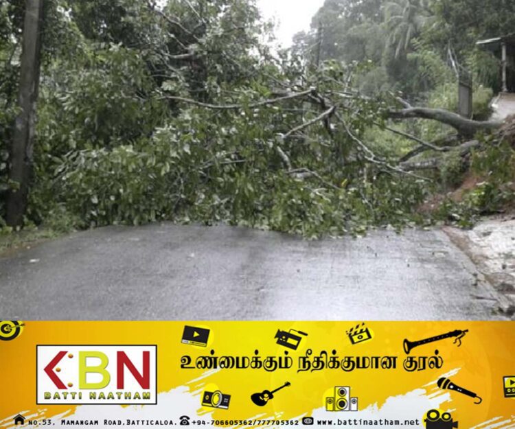 கொழும்பு பகுதி ஒன்றில் வீதியில் முறிந்து விழுந்த மரங்களால் இடையூறு!