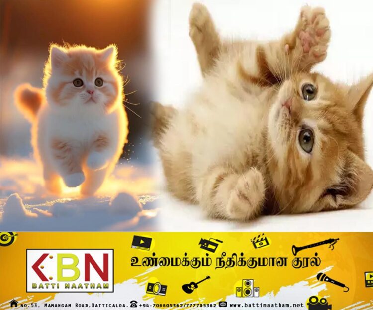 பூனைகளின் ஒட்டுண்ணியினால் நோய்களை குணப்படுத்த முடியும்; சர்வதேச விஞ்ஞானிகள் கண்டுபிடிப்பு!