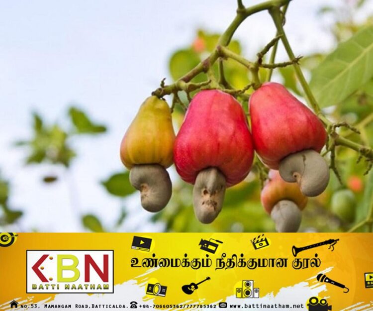 மரமுந்திரிகைப் பயிர்ச் செய்கையை விஸ்தரிக்கத் திட்டம்!