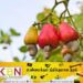 மரமுந்திரிகைப் பயிர்ச் செய்கையை விஸ்தரிக்கத் திட்டம்!