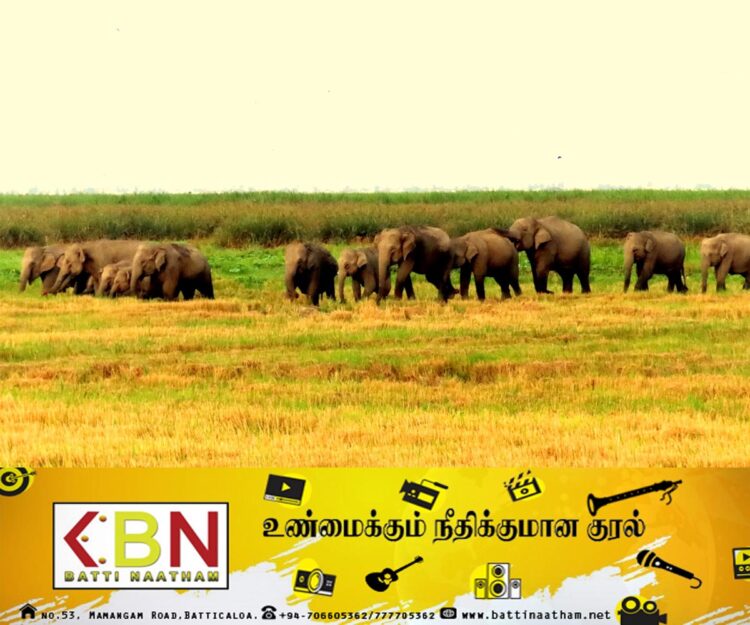 அம்பாறை மாவட்டத்தில் அறுவடை நிறைவடைந்துள்ள நிலையில் விவசாய நிலங்களை தேடிவரும் காட்டு யானைகள்!