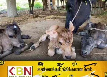 3 கன்றுகளை ஈன்ற பசுமாடு!