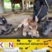 3 கன்றுகளை ஈன்ற பசுமாடு!