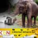 எஹதுவாகம பகுதியில் யானை தாக்கி ஒருவர் பலி!