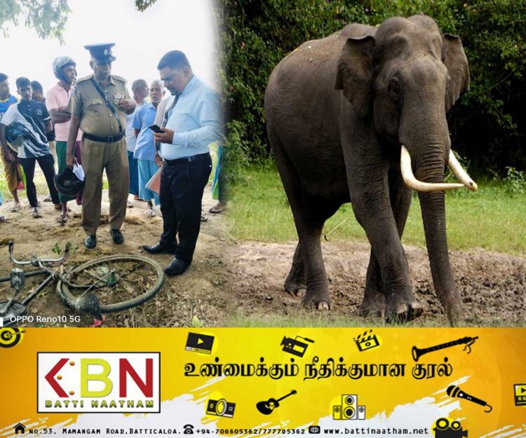அம்பாறை மாவட்டத்தில் தொடரும் யானைகளின் அட்டகாசம்; ஒருவர் உயிரிழப்பு!