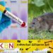 இந்தியாவில் எலிக்காய்ச்சலால் 121 பேர் உயிரிழப்பு!