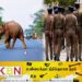 துண்டு துண்டாக வெட்டி தீ வைத்து எரிக்கப்பட்ட நிலையில் காட்டு யானையின் சடலம் மீட்பு!