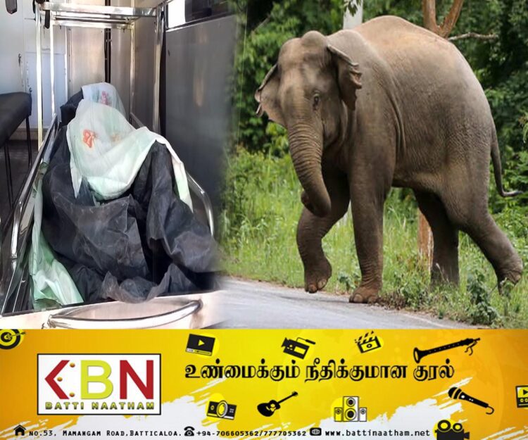 கிரான் பகுதியில் காட்டு யானை தாக்கி விவசாயி உயிரிழப்பு!