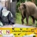 கிரான் பகுதியில் காட்டு யானை தாக்கி விவசாயி உயிரிழப்பு!