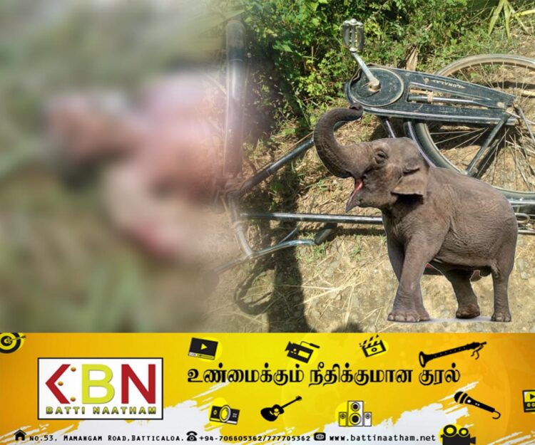 மட்டு கிரான் பகுதியில் காட்டு யானை தாக்கியதில் குடும்பஸ்தர் உயிரிழப்பு!