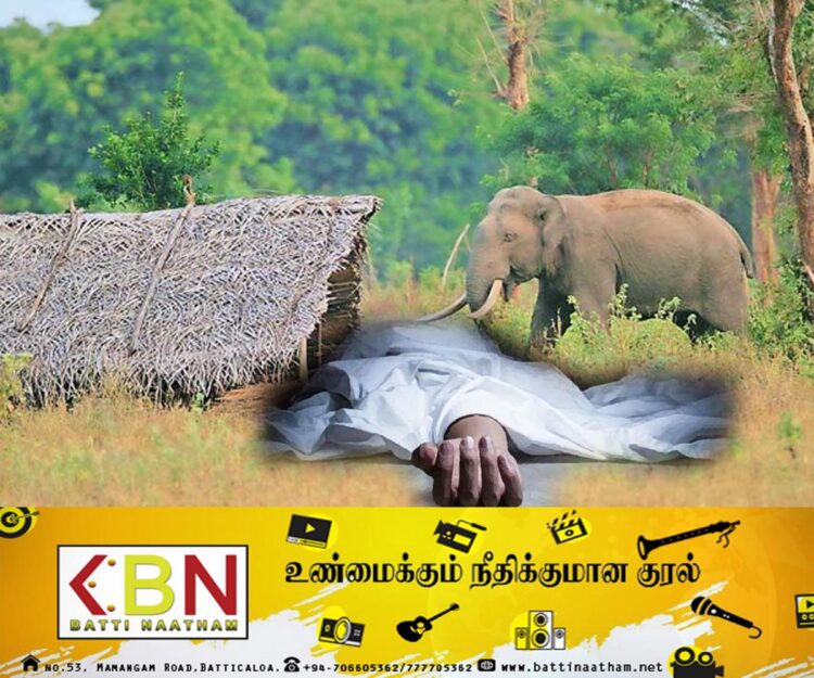 வவுனியாவில் யானை தாக்குதலுக்கு இலக்காகி பெண்ணொருவர் பலி!