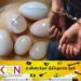 கஜ முத்துக்களுடன் ஆசிரியர் உட்பட நால்வர் கைது!
