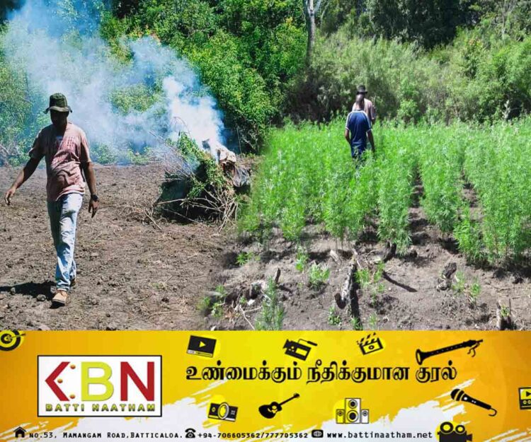 ஹம்பேகமுவ பிரதேசத்தில் ஐம்பதாயிரம் கஞ்சா செடிகள் தீ வைத்து அழிப்பு!