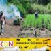 ஹம்பேகமுவ பிரதேசத்தில் ஐம்பதாயிரம் கஞ்சா செடிகள் தீ வைத்து அழிப்பு!