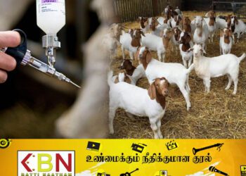 பிரெஞ்சு நகரமொன்றில் பரவிவரும் நீல நாக்கு நோய்!