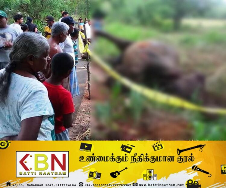 கண் தெரியாத யானையை சுட்டுக்கொன்ற பொலிஸார்; தாக்க வந்ததாக குற்றச்சாட்டு!