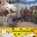 வத்தளையில் வெளிநாட்டு பாம்புகளுடன் மூவர் கைது!