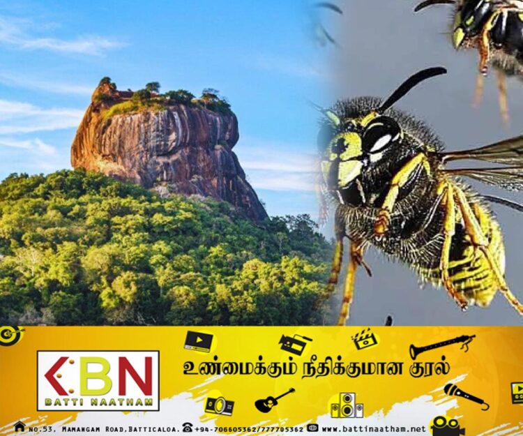 சிகிரியாவில் குளவி கொட்டுக்கு இலக்கான சுற்றுலா பயணிகள் 70 பேர் வைத்தியசாலையில் அனுமதி!
