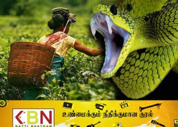 தேயிலை பறித்து கொண்டிருந்த பெண் பாம்பு தீண்டி மரணம்!