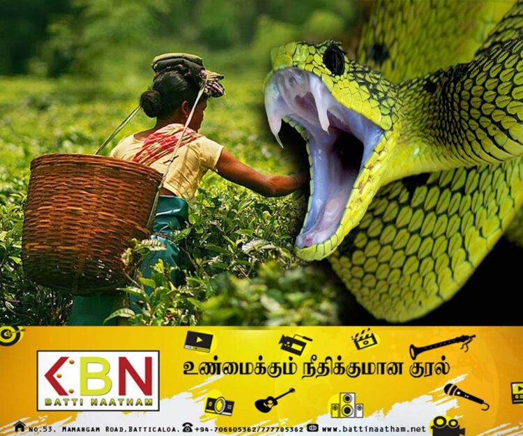 தேயிலை பறித்து கொண்டிருந்த பெண் பாம்பு தீண்டி மரணம்!