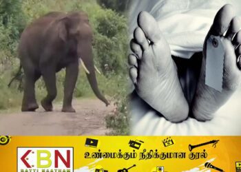 நிந்தவூர் பகுதியில் காட்டுயானை தாக்கி நபர் ஒருவர் உயிரிழப்பு!