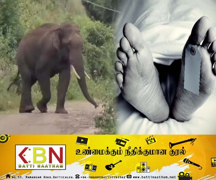 நிந்தவூர் பகுதியில் காட்டுயானை தாக்கி நபர் ஒருவர் உயிரிழப்பு!