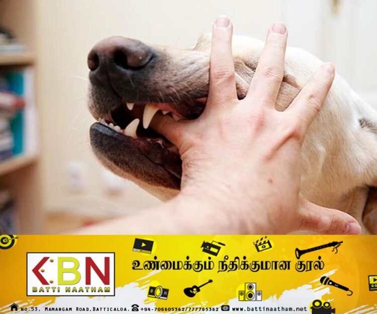 நாட்டில் வெறிநாய்க்கடி நோயினால் மரணங்கள் பதிவு!