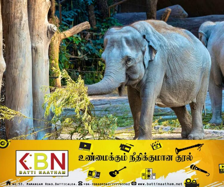 இலங்கையிலிருந்து சுவிட்சர்லாந்துக்கு கொண்டுசெல்லப்பட்ட யானையை கருணைக்கொலை செய்ய முடிவு!