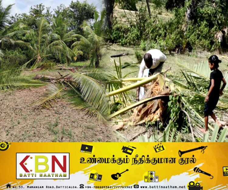 மட்டக்களப்பு மாவட்டத்தில் அதிகரிக்கும் காட்டு யானைகளின் அட்டகாசம்!