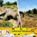 முல்லைத்தீவு பகுதியில் மர்மமான முறையில் உயிரிழந்த யானை!