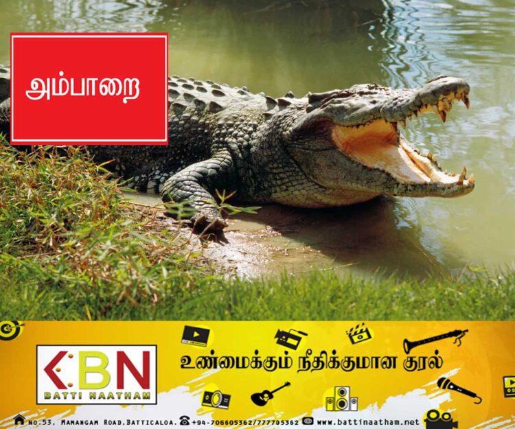 அம்பாறை மாவட்டத்தில் முதலைகளின் நடமாட்டம் அதிகரிப்பு; பொதுமக்களுக்கு விடுக்கப்பட்டுள்ள எச்சரிக்கை!