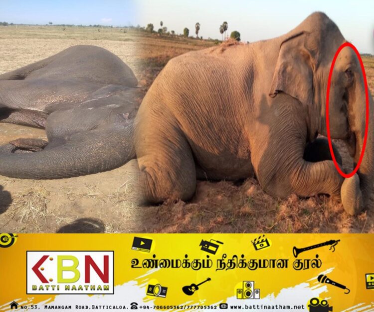 மட்டு ஓட்டமாவடி பகுதியில் கண்ணீர் சிந்திக் கொண்டு உயிருக்கு போராடும் யானை!