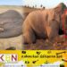 மட்டு ஓட்டமாவடி பகுதியில் கண்ணீர் சிந்திக் கொண்டு உயிருக்கு போராடும் யானை!