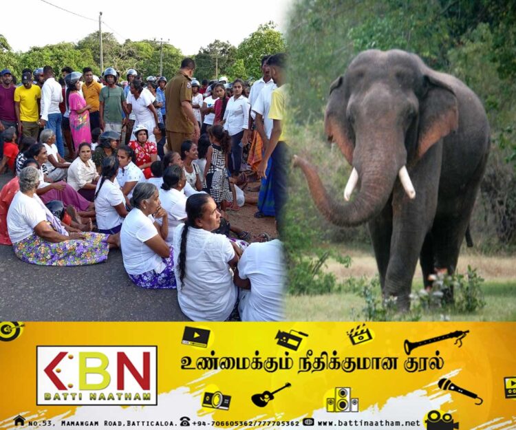 வவுனியாவில் காட்டு யானைகளின் அட்டகாசம்; போராட்டத்தில் ஈடுபட்ட ஊர் மக்கள்!