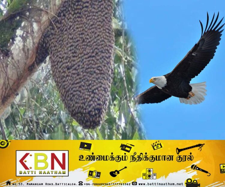 கலைக்கப்பட்ட குளவிக்கூட்டால் ஆரம்ப பாடசாலை மாணவர்களுக்கு விடுமுறை!