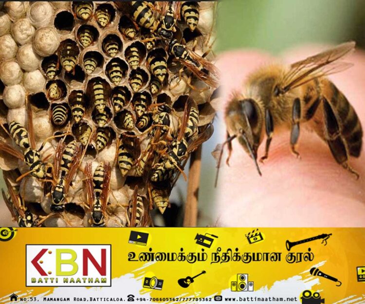 மஸ்கெலியா பகுதியில் குளவி கொட்டுக்கு இலக்காகி 6 பேர் வைத்தியசாலையில் அனுமதி!
